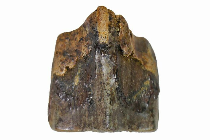 Fossil Hadrosaur (Edmontosaurus) Shed Tooth- Montana #110968